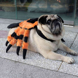 《SPIDER-MANAGER》CAT AND DOG DRESS UP