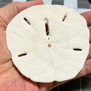 Sand Dollar Ornament